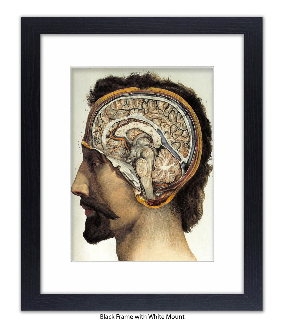 Brain Man Phrenolgy Art Print