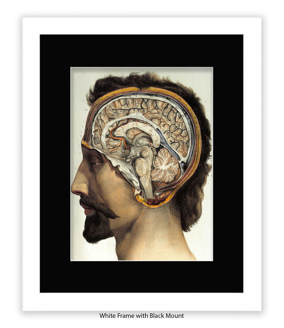 Brain Man Phrenolgy Art Print