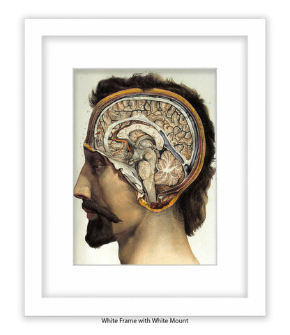 Brain Man Phrenolgy Art Print