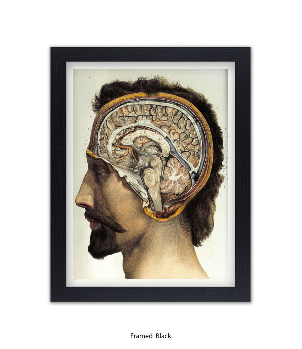 Brain Man Phrenolgy Art Print