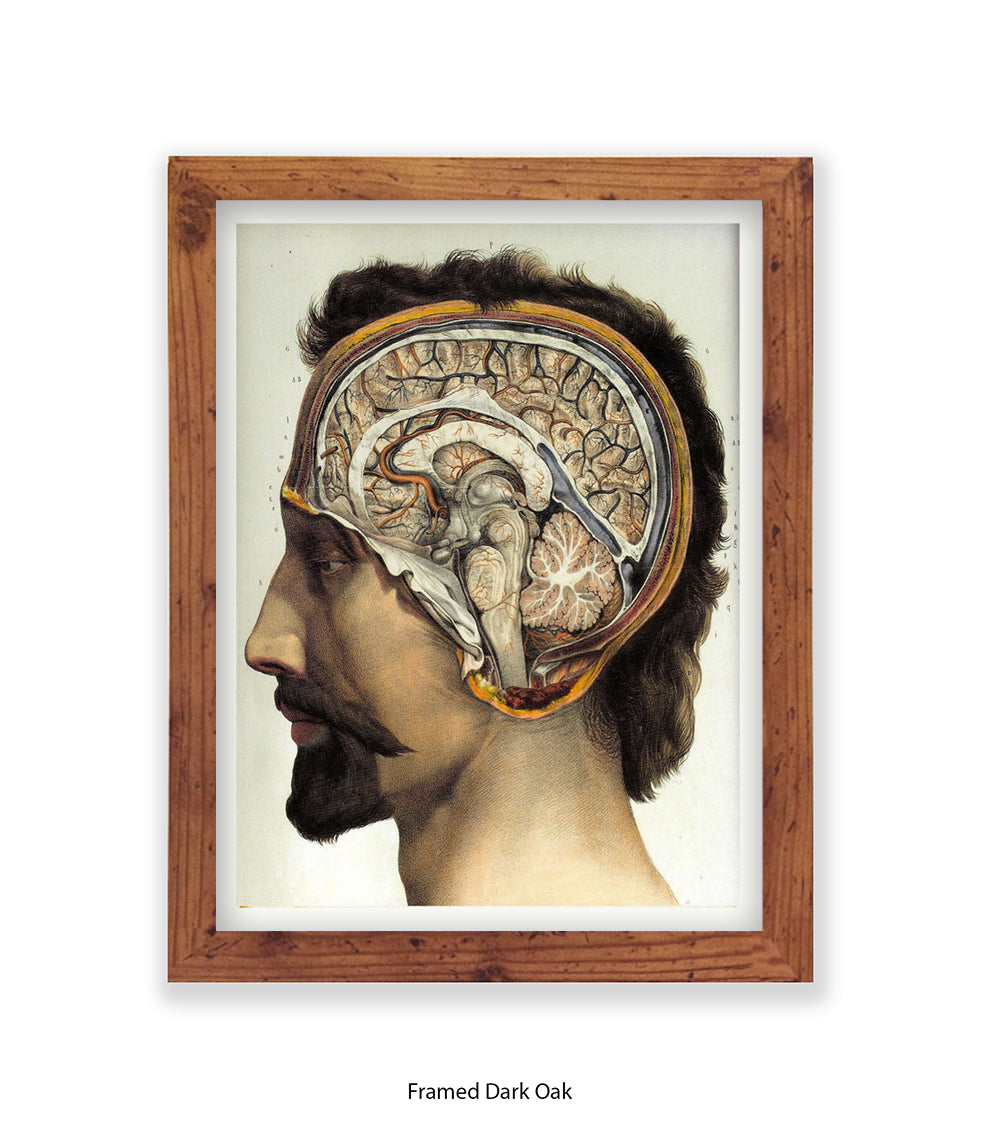 Brain Man Phrenolgy Art Print