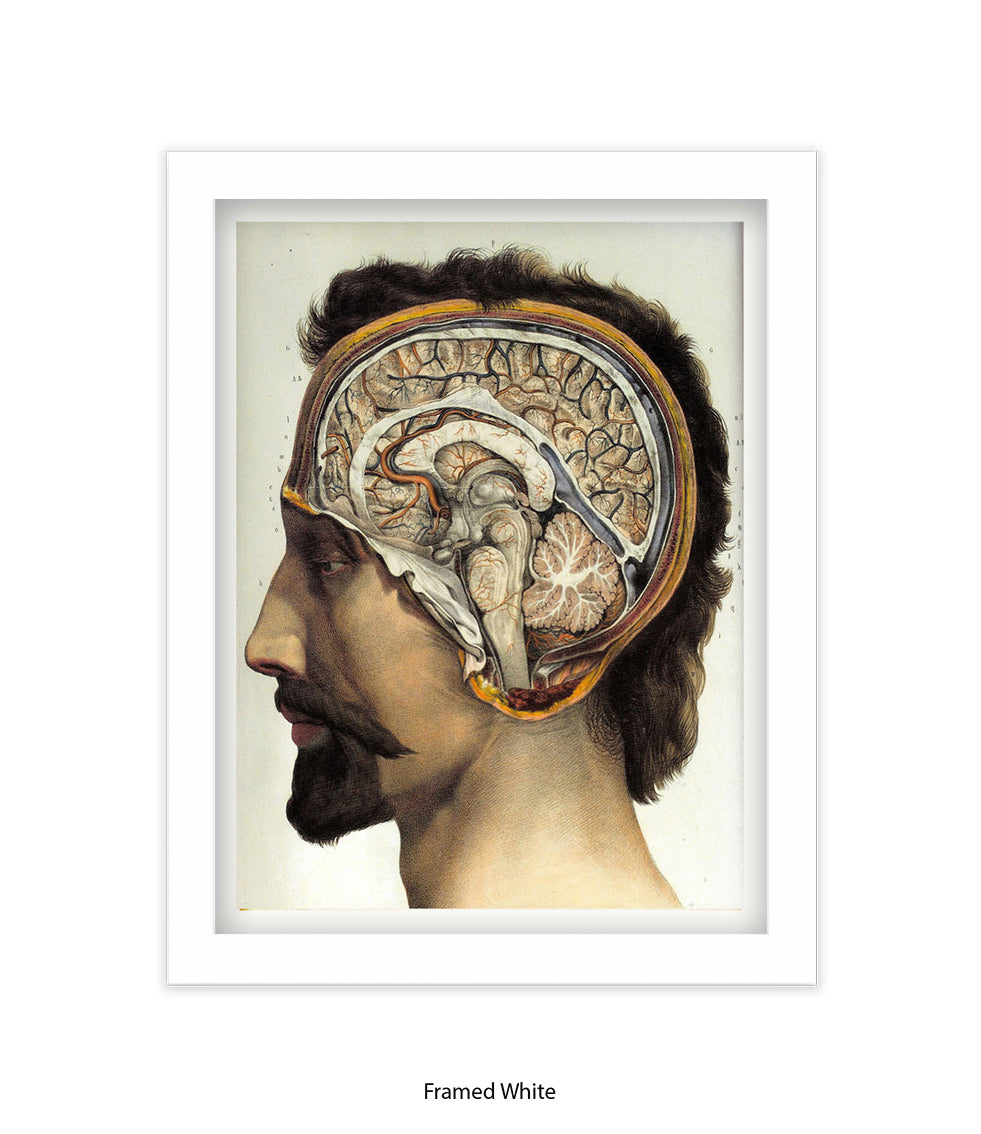 Brain Man Phrenolgy Art Print