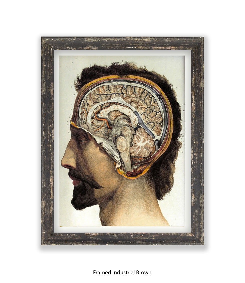 Brain Man Phrenolgy Art Print