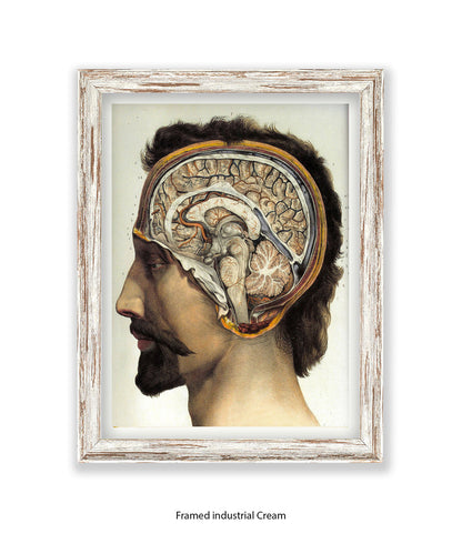 Brain Man Phrenolgy Art Print