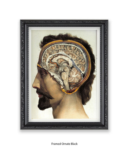 Brain Man Phrenolgy Art Print