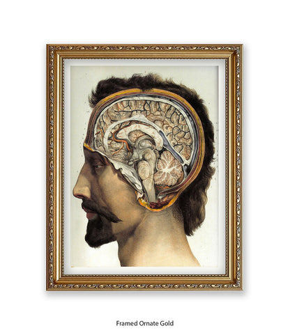 Brain Man Phrenolgy Art Print