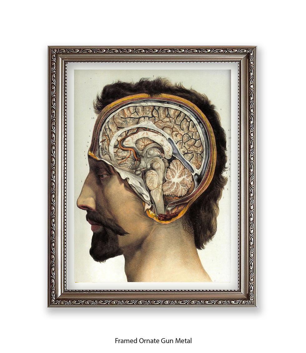 Brain Man Phrenolgy Art Print