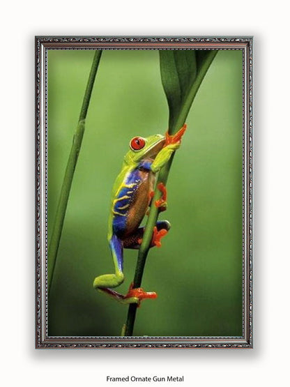 Red Eyed Tree Frog Poster