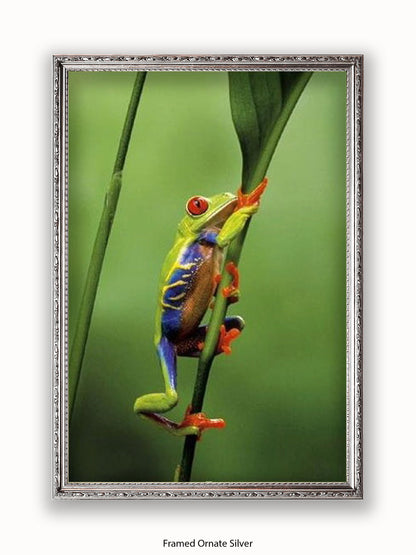 Red Eyed Tree Frog Poster