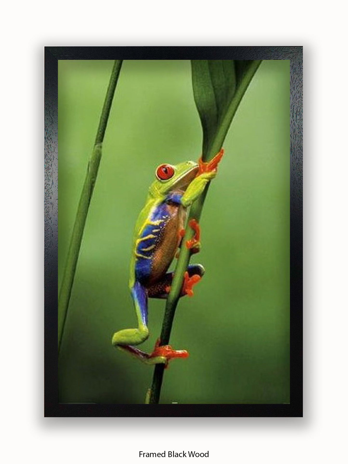 Red Eyed Tree Frog Poster