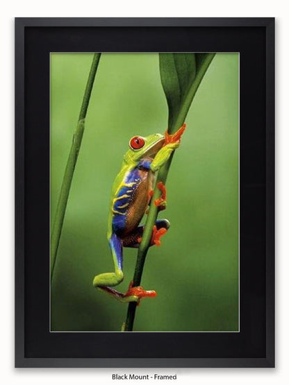 Red Eyed Tree Frog Poster