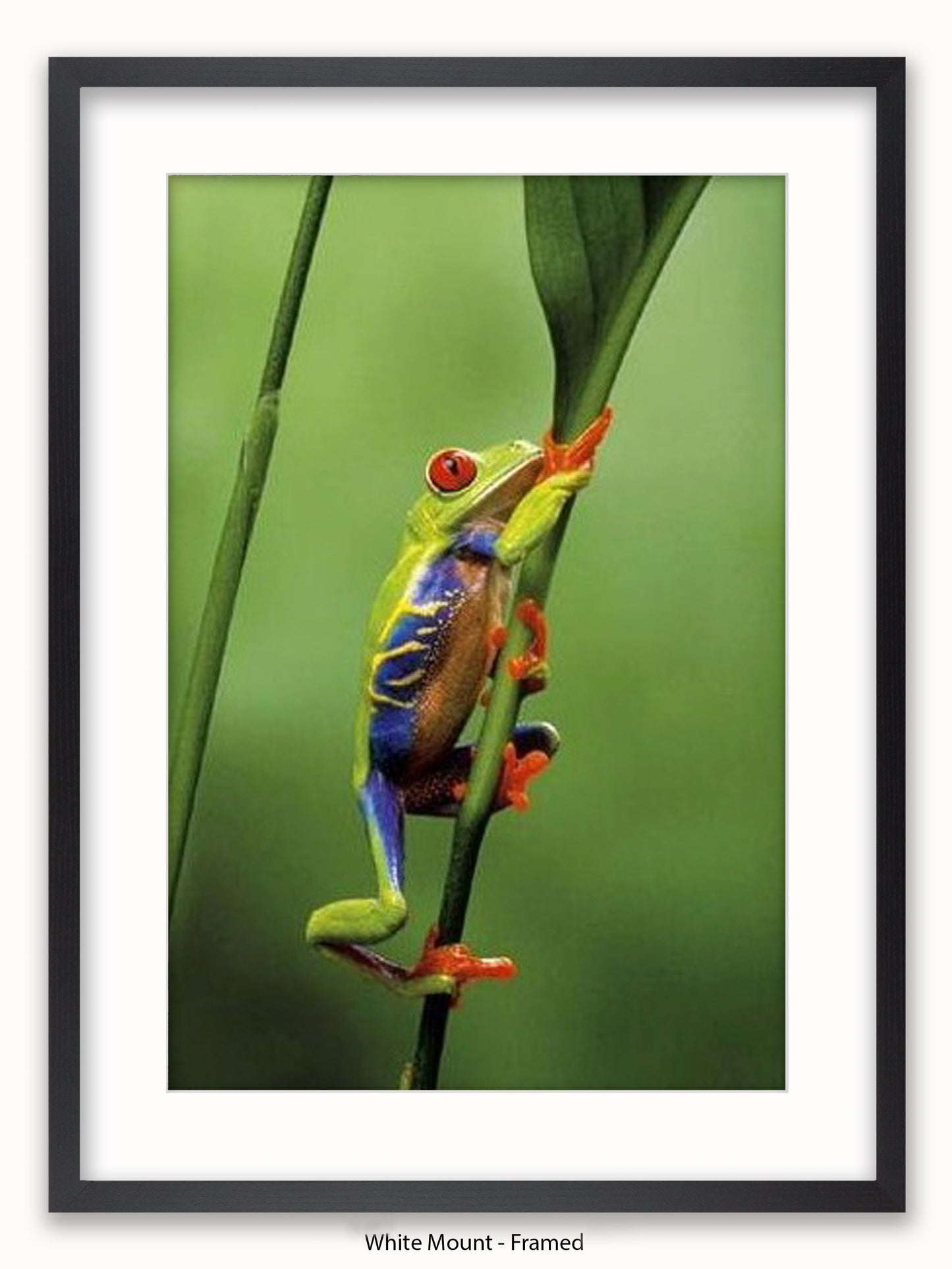 Red Eyed Tree Frog Poster