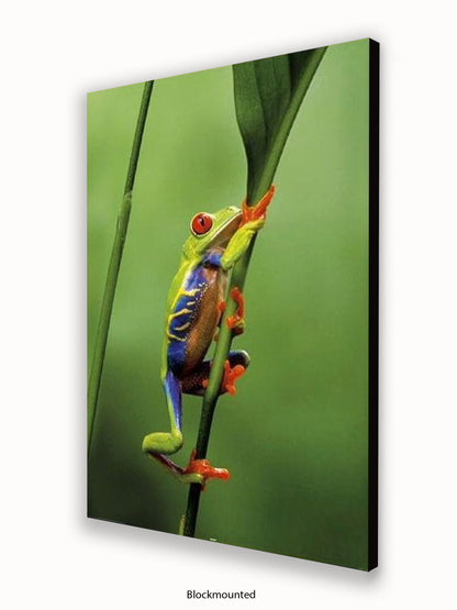 Red Eyed Tree Frog Poster