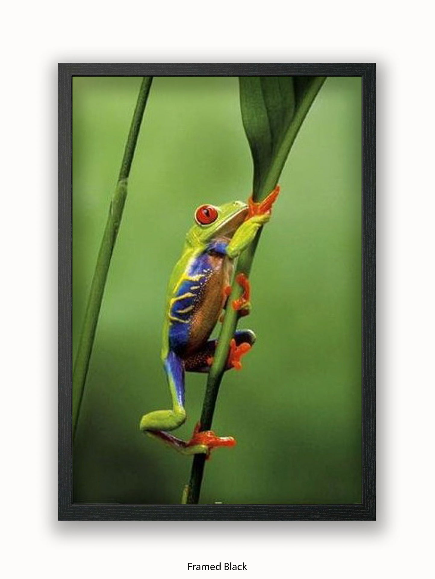 Red Eyed Tree Frog Poster