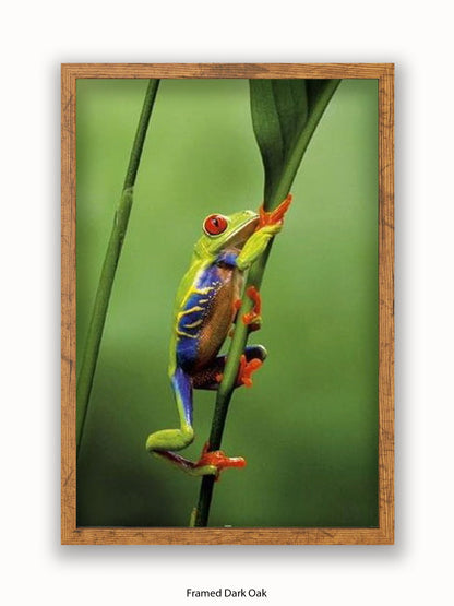 Red Eyed Tree Frog Poster