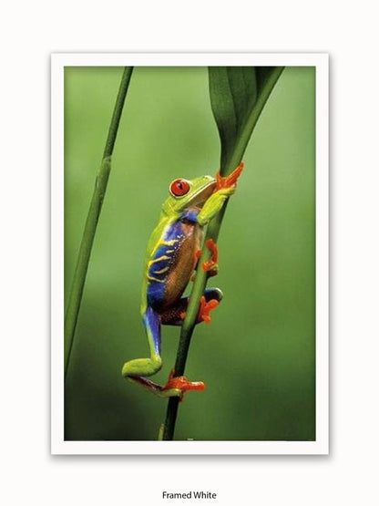 Red Eyed Tree Frog Poster